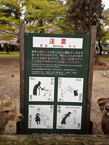 The deer of Nara Park are wild animals.