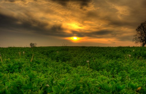 trees sunset england sky orange sun tree green field grass set clouds devon flickrandroidapp:filter=none
