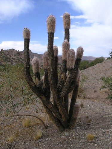 2004 latinamerica cacti flickr desert bolivia bol potosi gpsapproximate