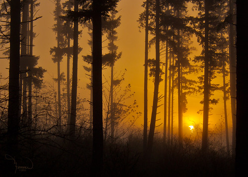 trees mist nature silhouette fog rural sunrise canon landscape washingtonstate t1i matthewreichel