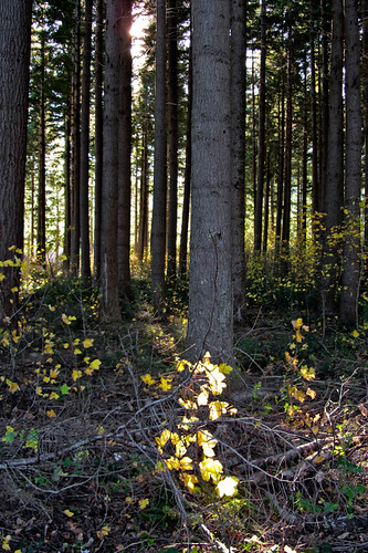 autumn trees newzealand leaves forest southisland hamnersprings northcanterbury