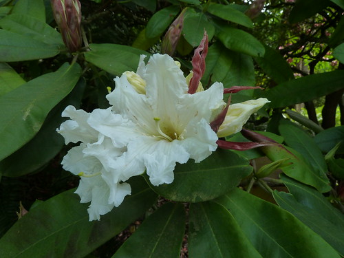 Foto: Rododendron auriculatum