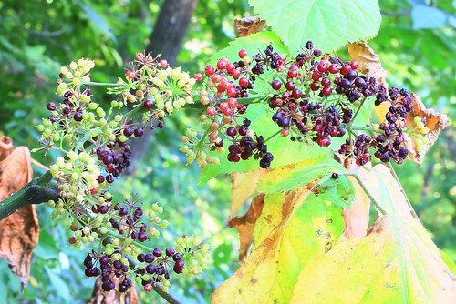 spikenard berries aralia racemosa upper iowa river wma winneshiek county larry reis