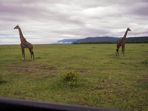 africa animals tanzania giraffe arusha naturelandscape