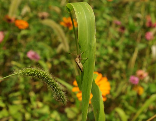 zinnia ornamental insect