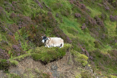Scottish Blackface on a cliff
