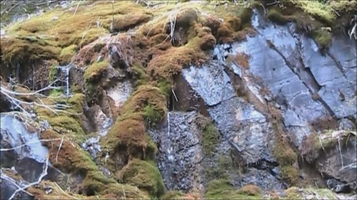 water moss montana
