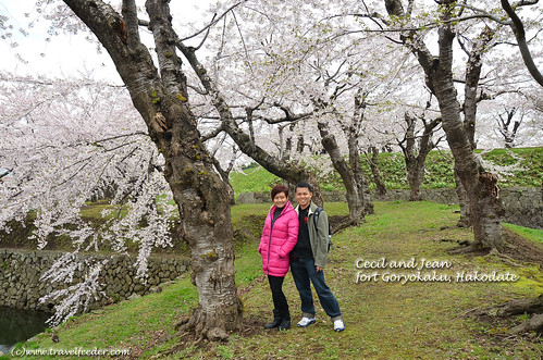 Cherry_Blossom_at_Fort Goryokaku34