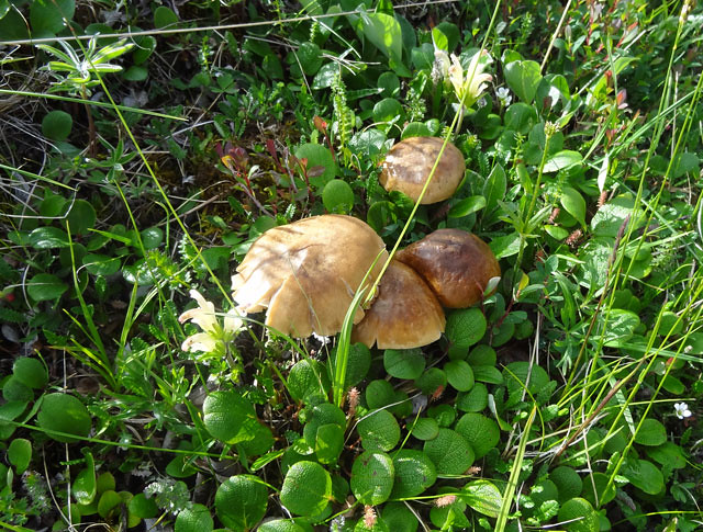 alaska-mushrooms