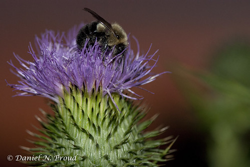 insect thistle northcarolina bumblebee boone macrophotography