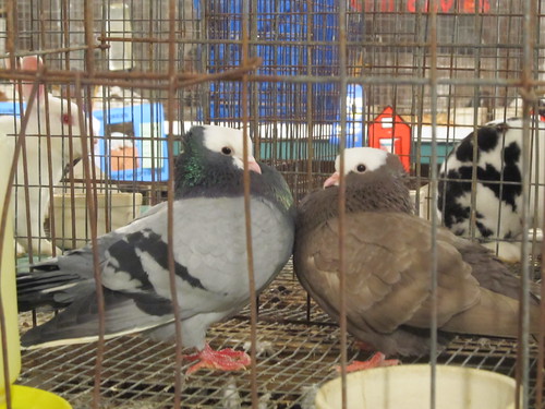 or oregon cooscountyfair myrtlepointoregon mookeepigeon pigeon