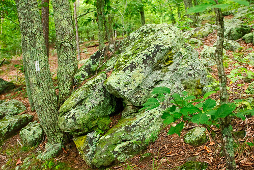 statepark trees usa green nature rock landscape geotagged nikon tennessee trail swamp d80 2470mmf28g bighillpond bighiilpondstatepark