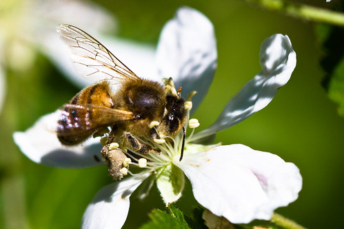 macro nature spring bee arkansas pollen