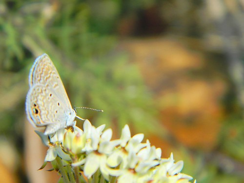 flores mariposa floripondio florecita chicalote crucillo