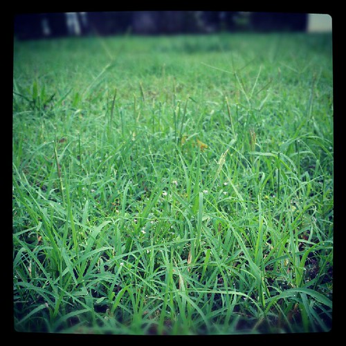 macro green grass flickrandroidapp:filter=none photoadaymay