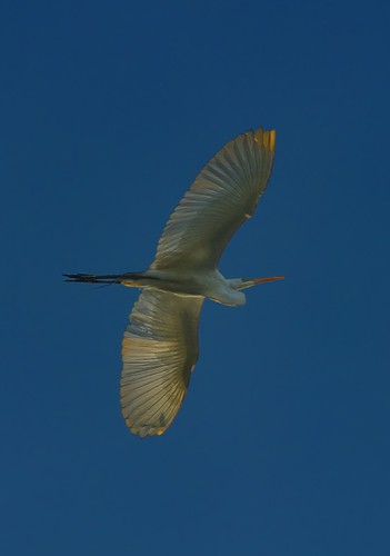 bird sunrise dawn egret snowyegret brazosbend brazosbendstatepark texasstatepark texasparksandwildlife birdinflght