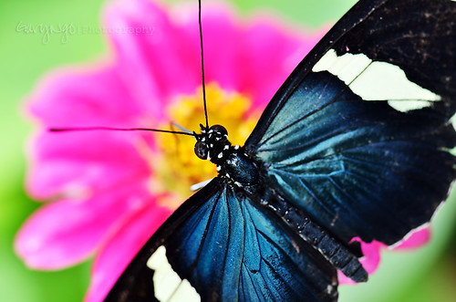 usa macro closeup butterfly nikon colorful maryland silverspring brooksidegarden nikkor105mmf28gvrmicro d7000