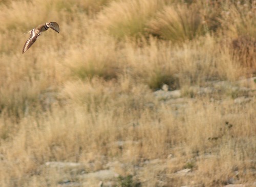 killdeer flying flight charadriusvociferus plover bird ftsupply fortsupply oklahoma woodwardcounty june2012 usa northamerica