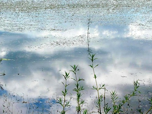 nature water clouds reflections landscape virginia weeds mud dreamlike stauntonriver unreality roanokeriver shallows recreationalarea mecklenburgcounty stauntonviewpark