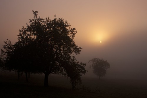 morning trees nature fog sunrise landscape fullsize