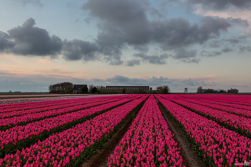 holland netherlands clouds spring tulips farm nederland wolken rows lente printemps frühling tulpen boerderij zuidholland goereeoverflakkee rijen melissant bracom bramvanbroekhoven