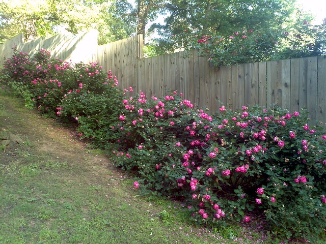 Knockout double pink roses with fourth of july climbing rose peeping ...