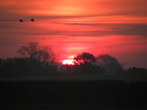 bird sunrise sussex ringmer