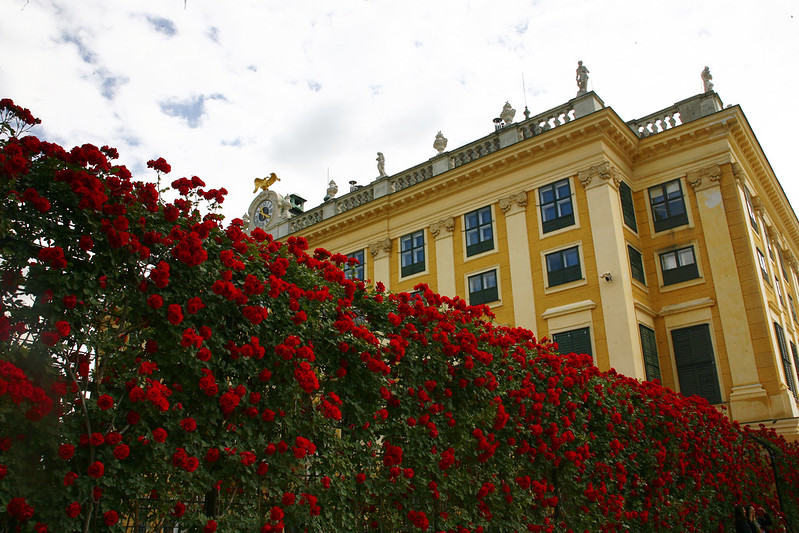 roses Schoenbrunn Palace