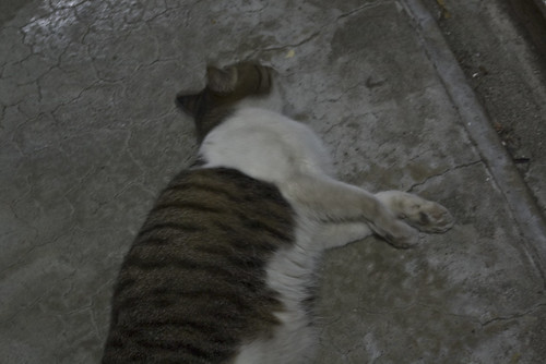 Cat_2012-06-29