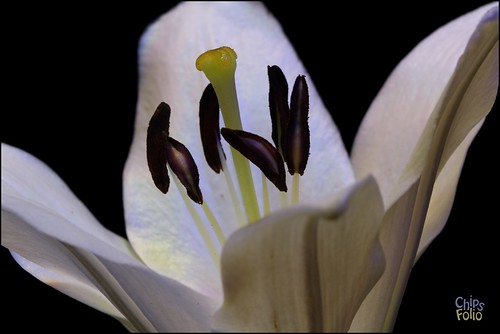 flower macro closeup lily eos600d canoneos600d rebelt3i canonrebelt3i chipsfolio
