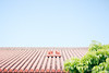 屋根の上のシーサー / Shisa on the roof