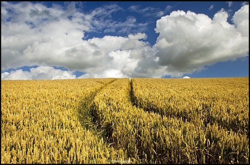 summer clouds cornfield nikon tracks