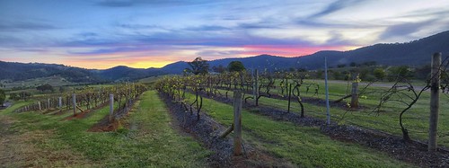 sunset sky panorama evening vineyard vine olympus nik e3 gitzo huntervalley lindemans zd 1260mm rrsbh40 gt2542l rrspanoelements