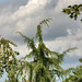Juniperus communis Oblonga Pendula