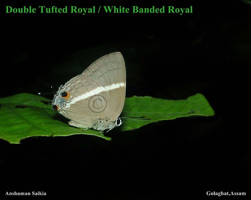butterfly royal double tufted doubletuftedroyal doubletufted doubletuftedroyalbutterfly dacalanapenicilligera