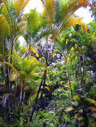 hawaii pahoa tropicalgardenslandscaping leilaniestatespuna