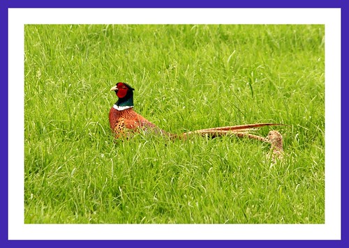 holiday bird walking scotland pheasant framed glen phasianuscolchicus portpatrick dumfriesgalloway dunskey dunskeyglen