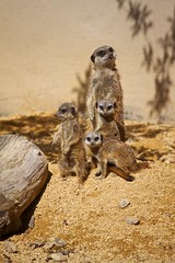 Meerkat family