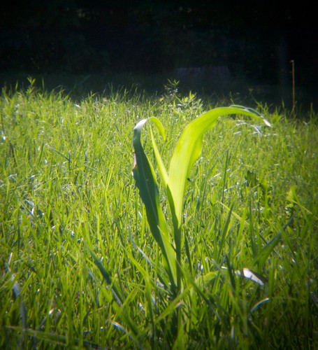 summer ontario canada green nature grass holga vignette peterborough blades