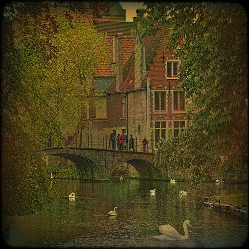 swan belgium brugge streetscene canals textures bruges hdr flanders
