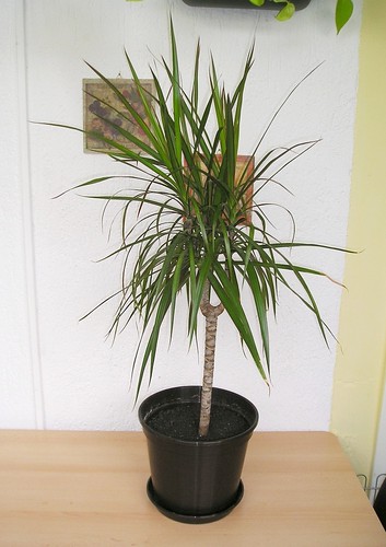 Drachenbaum (Dracaena marginata Bicolor)