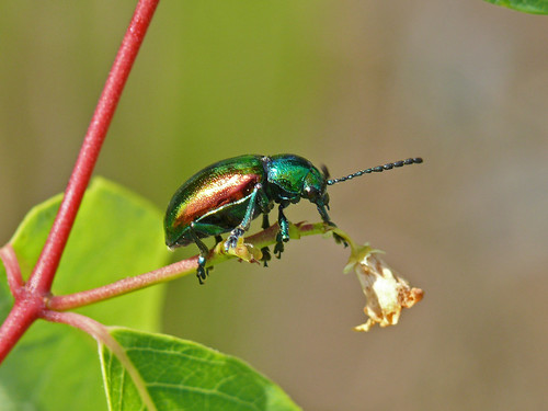 wisconsin beetle wi newburg riveredge ozaukee dogbaneleafbeetle chrysochusauratus riveredgenaturecenter mattdrollinger matthewdrollinger