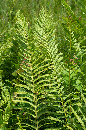fern green frond osmundacinnamomea osmunda osmundaceae osmundastrumcinnamomeum osmundastrum