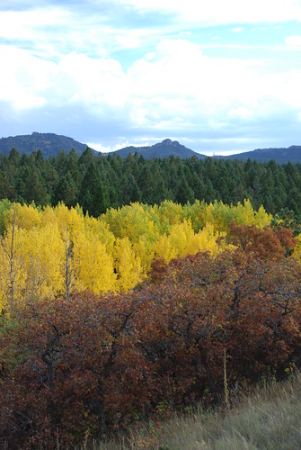 blue autumn trees sky cloud mountains tree green fall nature grass leaves yellow clouds forest golden leaf colorado colorful view ground aspen coloradorockies