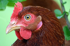 Diferencias entre pollo, gallina y gallo