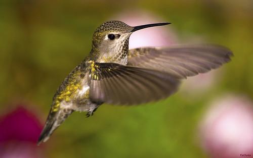female backyard hummingbird hovering annashummingbird