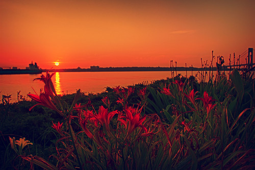 nyc bridge red sun plant ny newyork flower color reflection water silhouette brooklyn sunrise canon bay harbor boat ship vibrant beam statenisland hdr verrazano sigma1850 vz 60d vznarrowsbridge