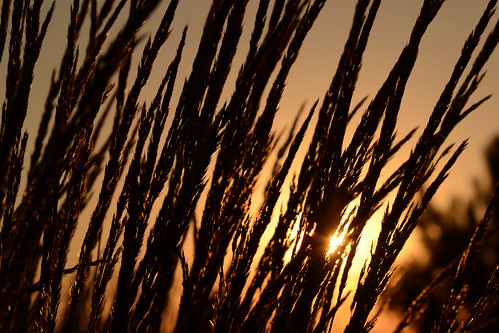 grass silhouette sunrise energy background odc