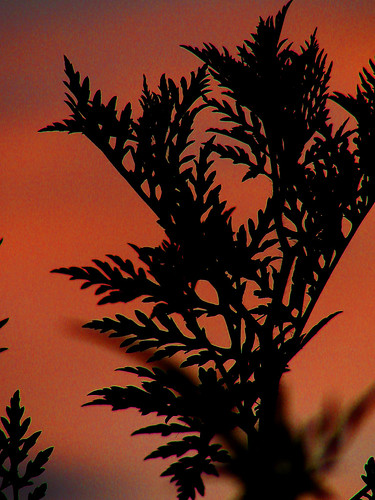 sky sun nature leaves silhouette sunrise colorful