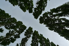 Poplar Treetops